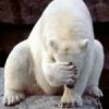 facepalm-polar-150x150.jpg