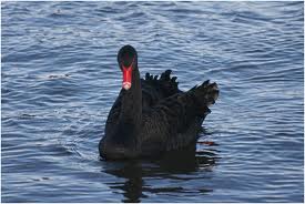 black_swan